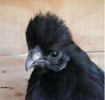 おっこっけさんのプロフィール画像