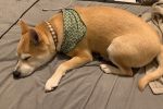 トーシンさんのプロフィール画像