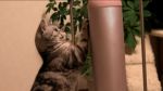 猫が好きさんのプロフィール画像
